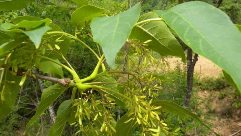 Cây dược liệu cây Tần, tần Trung Quốc, Trăn tầu - Fraxinus chinensis Roxb