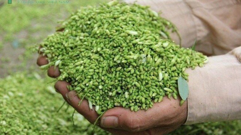 Chữa đau đầu khi thay đổi thời tiết với cây hoa hòe: theo Bác sĩ Trần Thị Hải