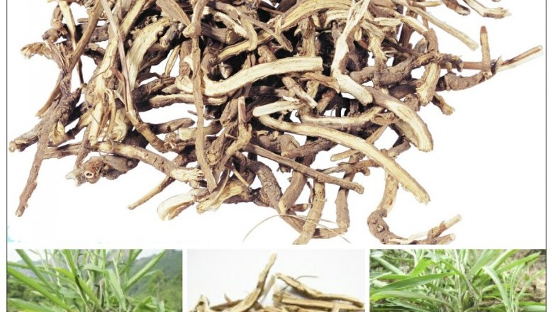 Thảo Dược Sài hồ, sài diệp sài hồ, trúc diệp sài hồ, bắc sài hồ, trị cảm sốt, viêm gan mật: theo BS. Tiểu Lan