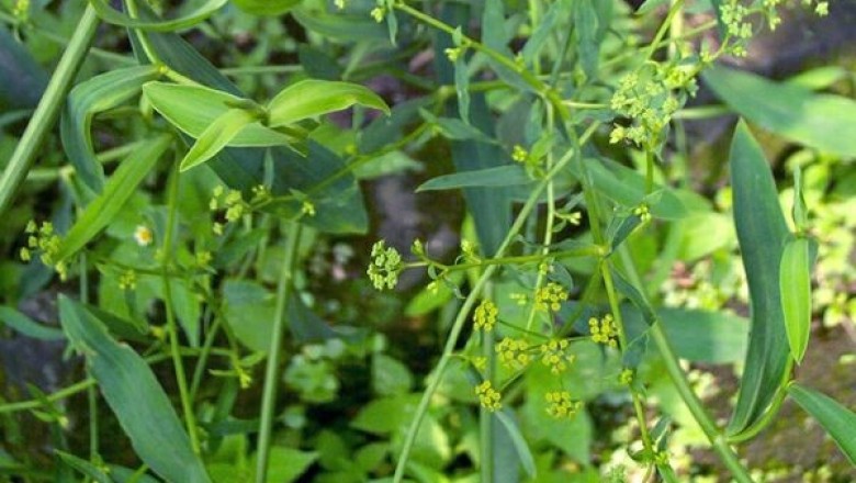 Cây dược liệu cây Sài hồ, diệp sài hồ, trúc diệp sài hồ, bắc sài hồ - Bupleurum chinesnis DC