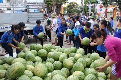 Vì sao Dưa hấu Quảng Nam ế ẩm kêu gọi 'giải cứu'