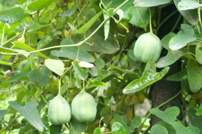 Cây dược liệu cây Rễ gió, Sơn dịch vặn - Aristolochia contorta Bunge