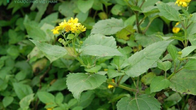 Cây dược liệu cây Rau mui, Cúc biển, Sài đất hai hoa - Wedelia biflora (L) DC (Verbesina biflora L)
