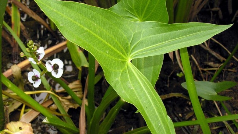Cây dược liệu cây Rau mác, Từ cô - Sagittaria sagittifolia L