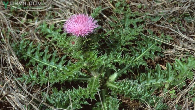 Cây dược liệu cây Ðại kế, Ô rô cạn - Cirsium japonicum DG. (Cnicus japonicus (DG.) Maxim.)