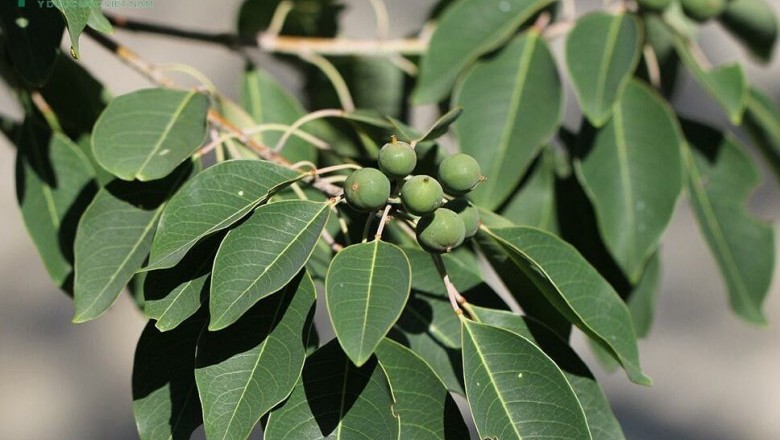 Cây dược liệu cây Sòi tía - Sapium discolor (Champ.) Muell - Arg