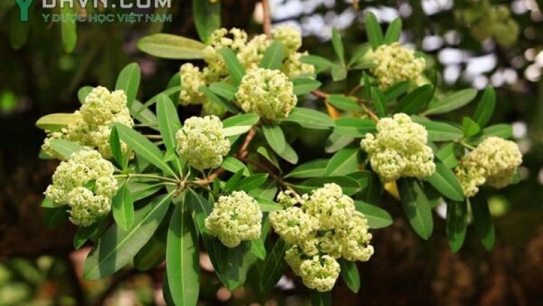 Cây dược liệu cây Sữa, Mò cua, Mồng cua - Alstonia scholaris (L.) R. Br