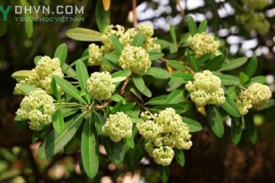 Cây dược liệu cây Sữa, Mò cua, Mồng cua - Alstonia scholaris (L.) R. Br