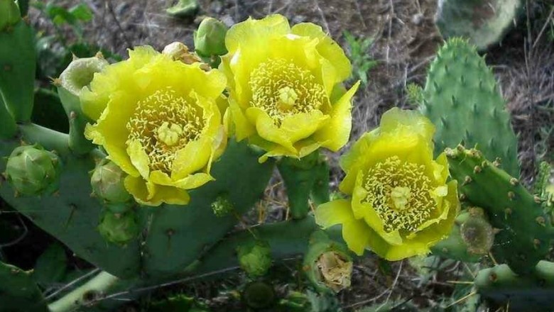 Cây dược liệu cây Xương rồng bà có gai, Vợt gai, Tiên nhân chưởng - Opuntia dillenii (Ker Gawl.) Haw