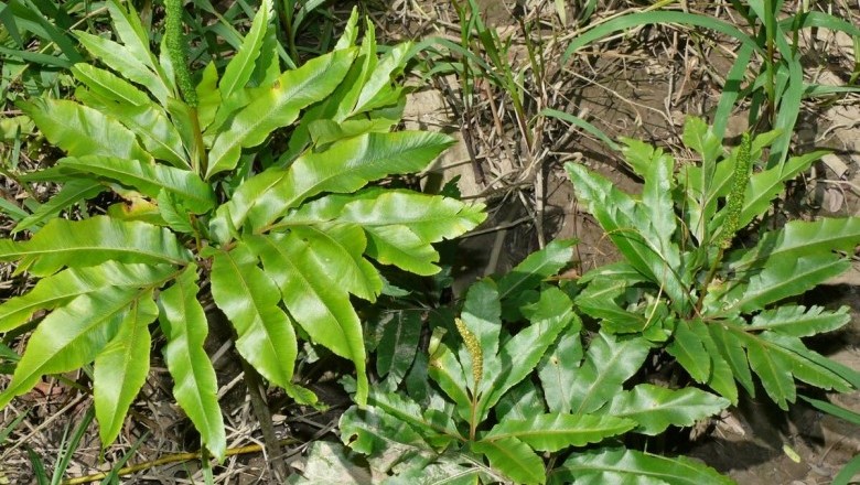 Cây dược liệu cây Quản trọng, Sâm bòng bong, Sâm chân rết - Helminthostachys zeylanica (L.) Hook