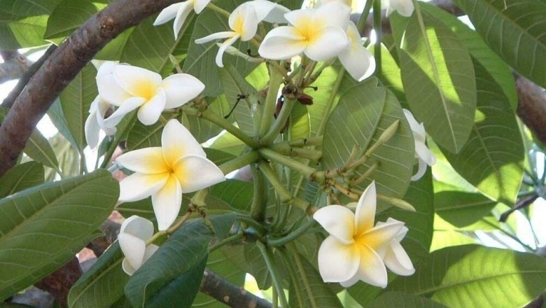 Cây dược liệu cây Ðại, Ðại hoa trắng - Plummeria rubra L. var. acutifolia (Poir.) Bail (P. acutifolia Poir, P. acuminata Ait.) 