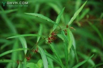 Cây dược liệu cây Bạch tiền lá liễu - Cynanchum stauntonii (Decne) Schltr. et Lévi