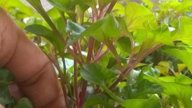 Những lợi ích kì diệu của cải xoong Việt Nam