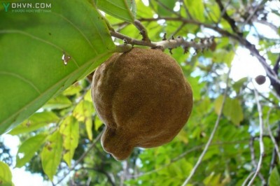 Cây dược liệu cây Lọ nồi, Nang trứng - Hydnocarpus kurzii (King) Warb
