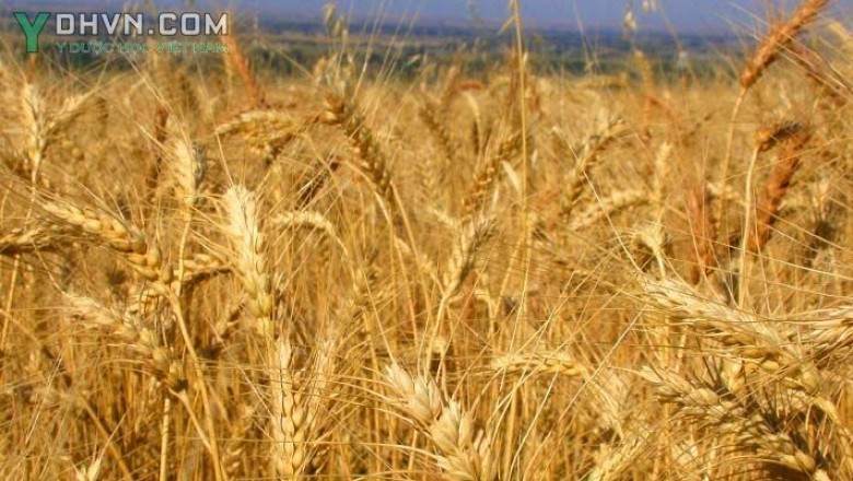 Cây dược liệu cây Lúa mì, Lúa miến - Triticum aestivum L. (T. satiuum Lam.)