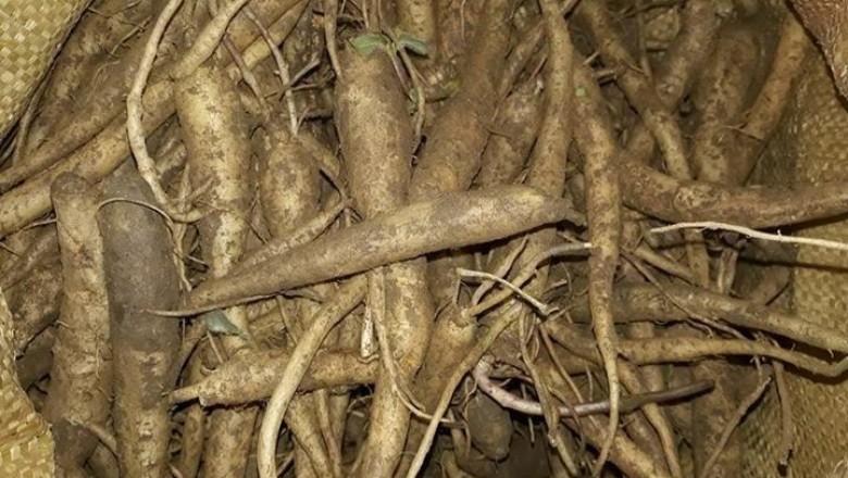 Những cây sâm quý ở Việt Nam có tác dụng bồi bổ sức khỏe: TS.BS. VÕ TRỌNG TUÂN, DƯƠNG THỊ NGỌC LAN