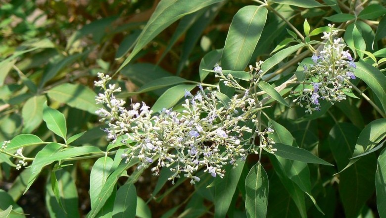 Cây dược liệu cây Hoàng kinh, Ngũ trảo hay Chân chim - Vitex negundo L