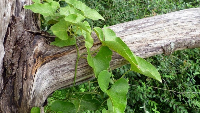 Cây dược liệu cây Mã đậu linh khác lá, Phòng kỷ, Hán trung phòng kỷ, Thanh mộc hương - Aristolochia heterrophylla Hemsl