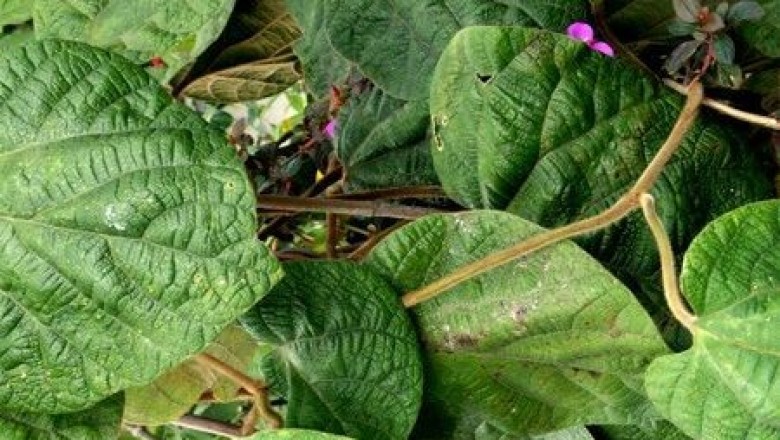Cây dược liệu cây Mã đậu linh, Cây khố rách - Aristolochia kwangsiensis Chum et How