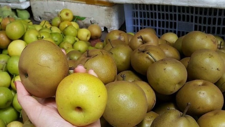 Cây dược liệu cây Mắc coọc, Lê rừng - Pyrus pashia Buch - Ham ex D. Don