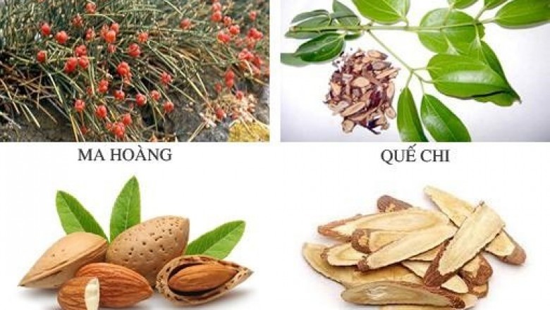 Cách trị hen phế quản mạn tính an toàn và hiệu quả bằng bài thuốc đông y Ma Hoàng Thang
