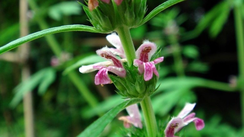 Cây dược liệu cây Ích mẫu, Cây chói đèn - Leonurus heterophyllus Sweet