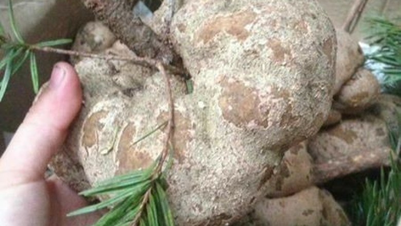 Nấm Phục linh và những bài thuốc chữa bệnh