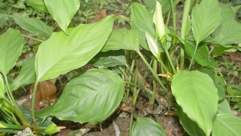 Cây dược liệu cây Vạn niên thanh sáng, Vạn niên thanh Quảng Ðông - Aglaonema modestum Schott ex Engl