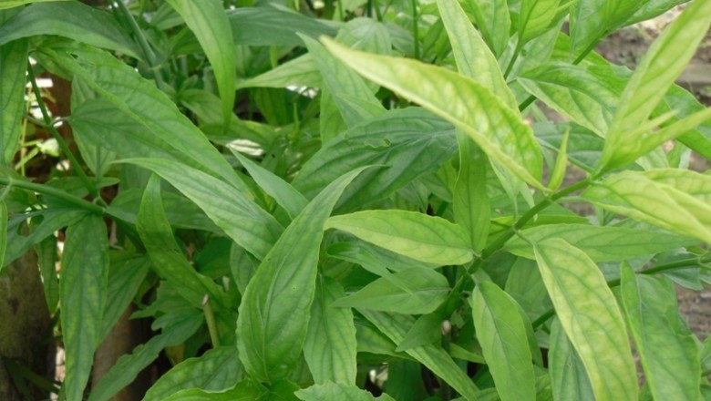 4 bài thuốc tuyệt hay chữa lở miệng do nhiệt từ cây Mảnh cộng: theo Lương y Hữu Đức 