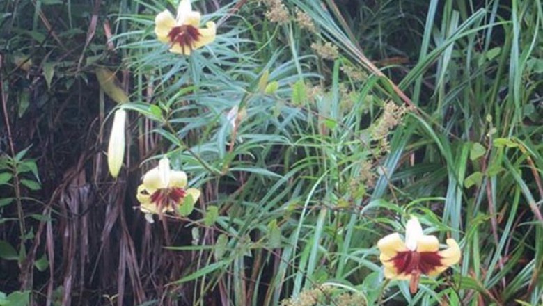 Cây dược liệu cây Bách hợp hay Tỏi rừng - Lilium brownii
