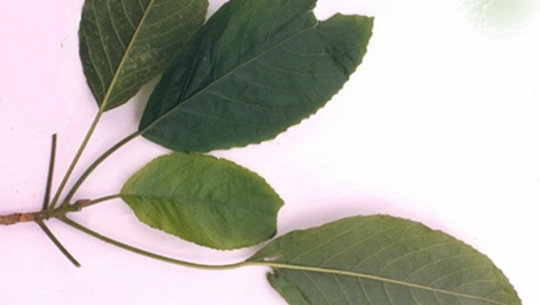 Cây dược liệu cây Lộc mại nhỏ, Bọ nét, Lục mại - Cloaxylon hainanense Pax et Hoffm (Mercuriadis indica Lour.)