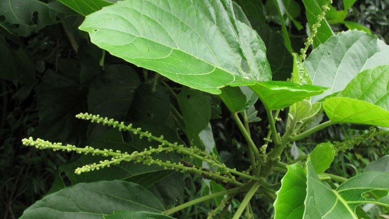 Cây dược liệu cây Lộc mại, Mọ trắng - Claoxylon indicum (Reinw. ex. Blunne) Endl. ex Hassk