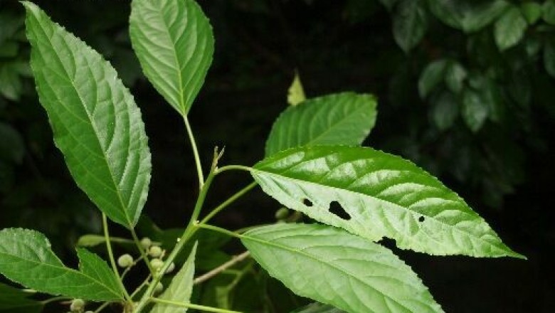 Cây dược liệu cây Lộc mại lá dài, Mọ lá dài - Claoxylon longifolium (Blunne) Endl. ex Hassk (Erythrochilus longiflolius Blunne) 