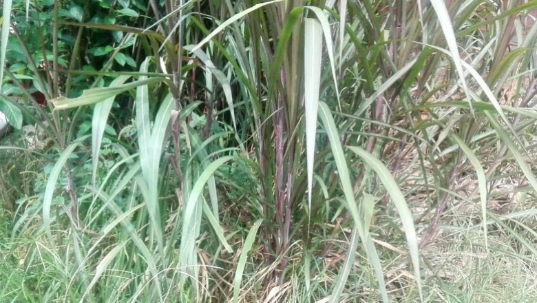 Cây dược liệu cây Mía lau, Cam giá - Saccharum sinensis Roxb