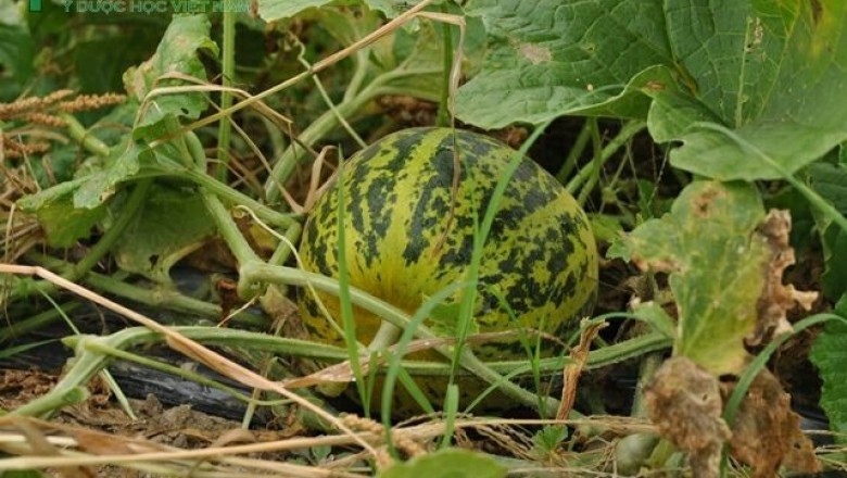 Cây dược liệu cây Dưa bở, Dưa nứt, Dưa hồng, Dưa gang - Cucumis melo L