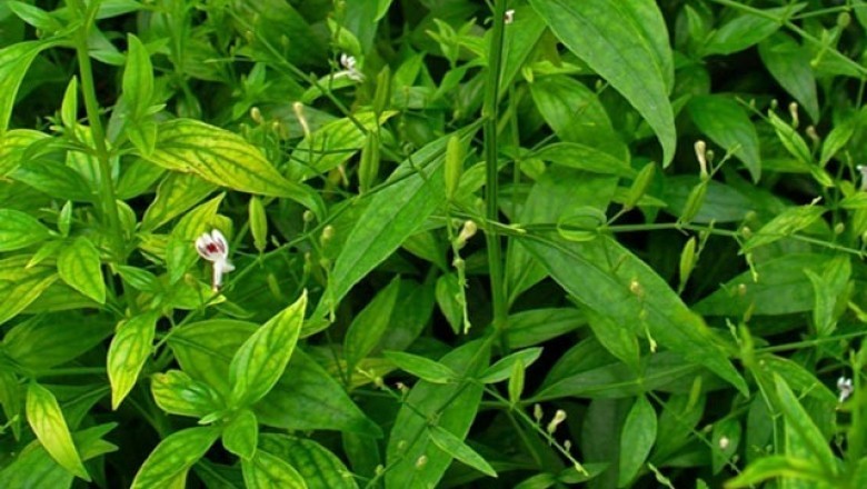 Cây dược liệu cây Xuyên tâm liên - Andrographis paniculata
