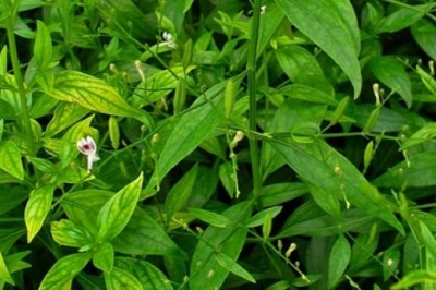 Cây dược liệu cây Xuyên tâm liên - Andrographis paniculata