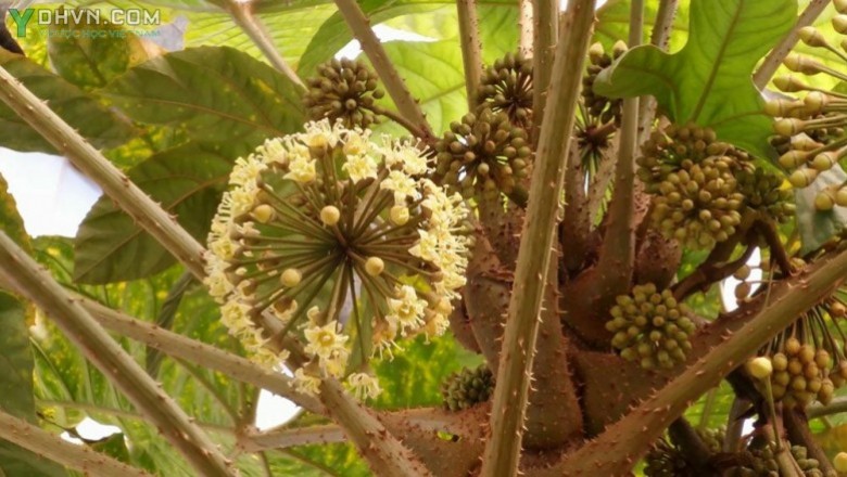 Cây dược liệu cây Đu đủ rừng, Thông thảo gai, Thầu dầu núi - Trevesia palmata (Roxb.) Vis