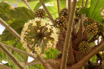 Cây dược liệu cây Đu đủ rừng, Thông thảo gai, Thầu dầu núi - Trevesia palmata (Roxb.) Vis