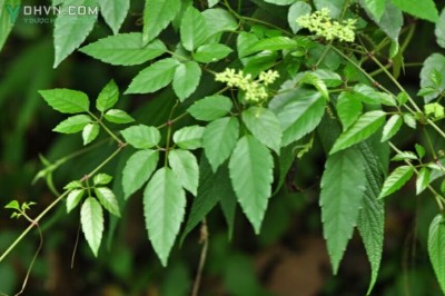 Cây dược liệu cây Ba Vác Nhật, Dâu leo, Giác tía - Cayratia japonica (Thunb.) Gagnep
