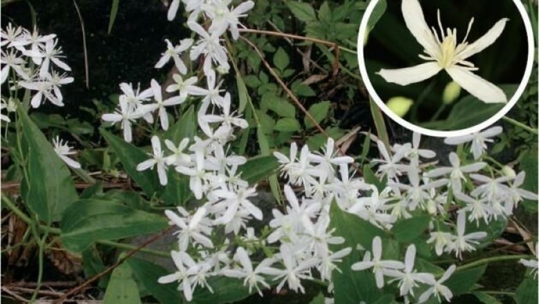 Những bài thuốc dùng Dây ruột gà, Mộc thông - Clematis chinensis Osbeck