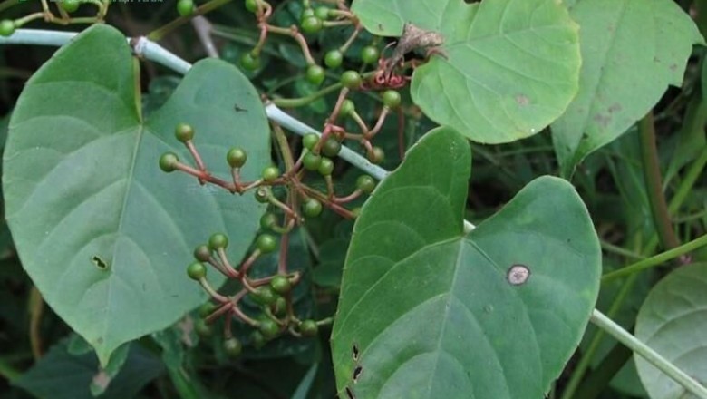 Cây dược liệu cây Chìa vôi bò, Rau tai trâu, Nho lá tim -Cissus repens Lam