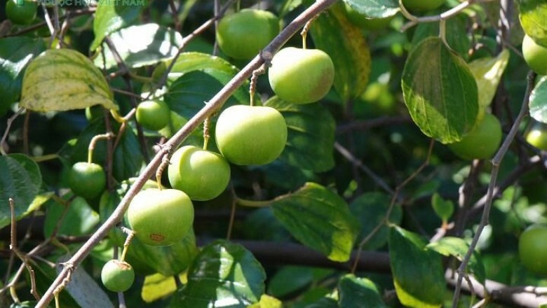 Cây dược liệu cây Táo, Táo ta, Táo chua - Ziziphus mauritiana Lam