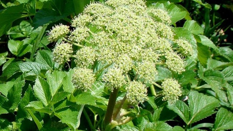 Hướng dẫn Trồng Cây dược liệu Bạch Chỉ - Angelica dahurica