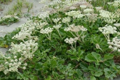 Cây dược liệu cây Bắc sa sâm, Sa sâm bắc - Glehnia littoralis Fr