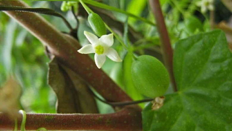 Cây dược liệu cây Dưa chuột dại, Chùm thẳng, Cầu qua trái trắng, Cứt quạ - Zehneria indica (Lour.) Keraudren (Melothria indica Lour.)