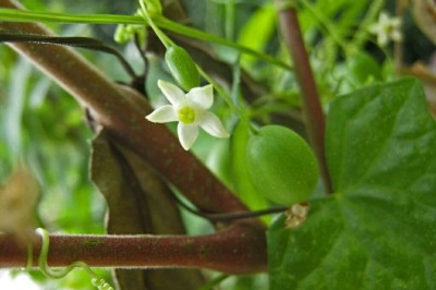 Cây dược liệu cây Dưa chuột dại, Chùm thẳng, Cầu qua trái trắng, Cứt quạ - Zehneria indica (Lour.) Keraudren (Melothria indica Lour.)