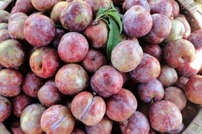 Nghiên cứu mới: Trong Quả mận, Quả đào có chất tiêu diệt tế bào Ung Thư Vú  