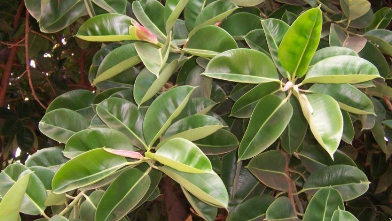 Cây dược liệu cây Đa búp đỏ, Đa cao su, Đa dai - Ficus elastica Roxb. ex Horn