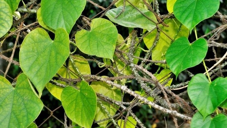 Cây dược liệu cây Dây cóc, Dây ký ninh, Thuốc sốt rét - Tinospora crispa Miers